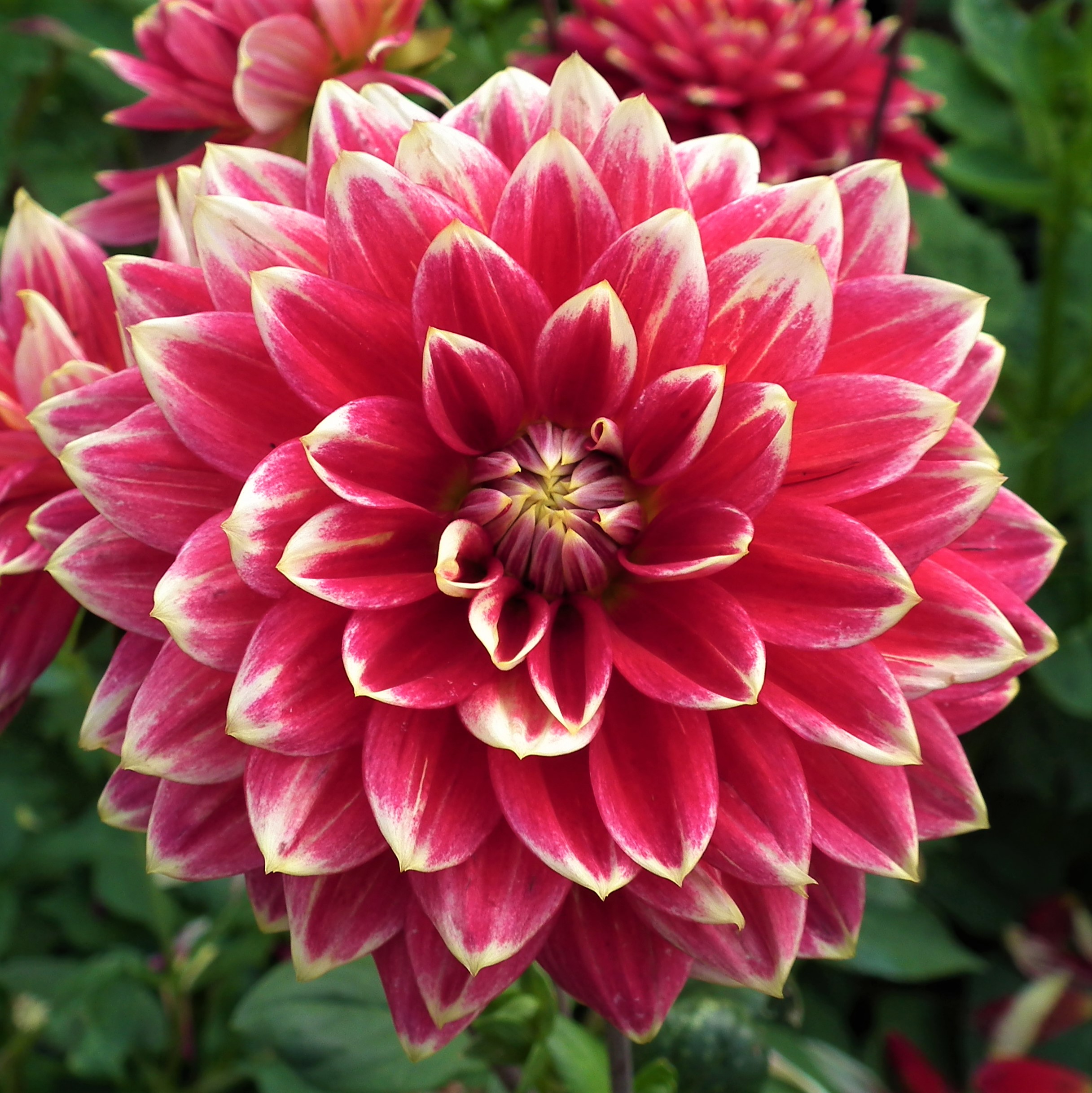 Dahlia Mr Optimist
